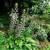 Plants: image 9 Of 208 Thumb